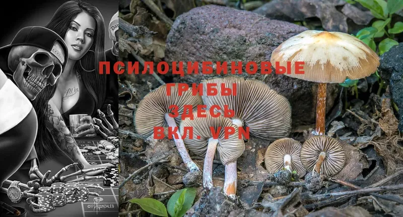 Галлюциногенные грибы Psilocybe  Краснозаводск 